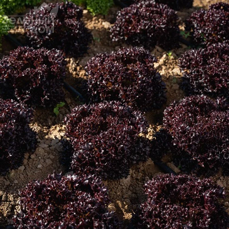 Акане / Akane фото 2