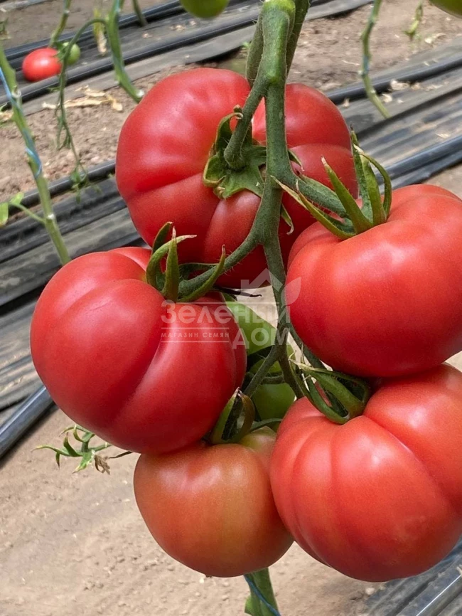 Сонароза F1 / Sonaroza F1 фото 3