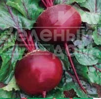 Кадет / Kadet  фото 1