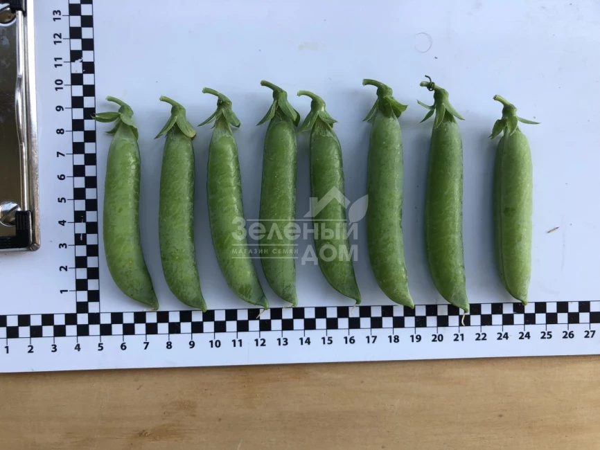 Мегасайз / Megasayz, 55-60 дней фото 3