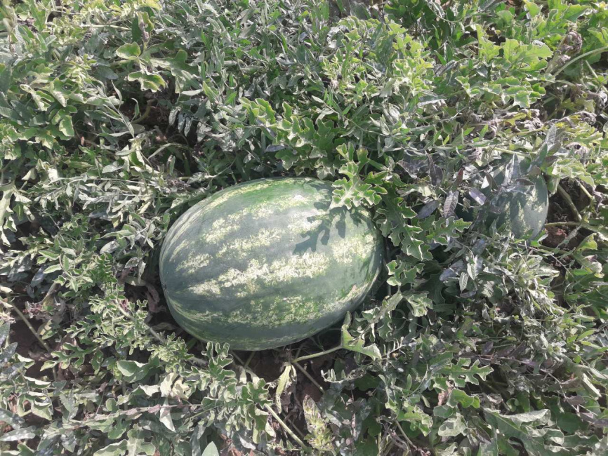 Міракл F1 / Miracle F1,58-60 днів фото 4