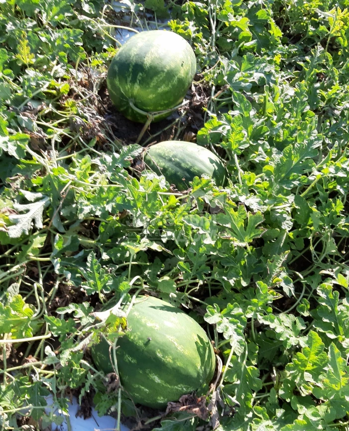 Фонтана F1 / Fontana F1, 65-67 дней фото 2