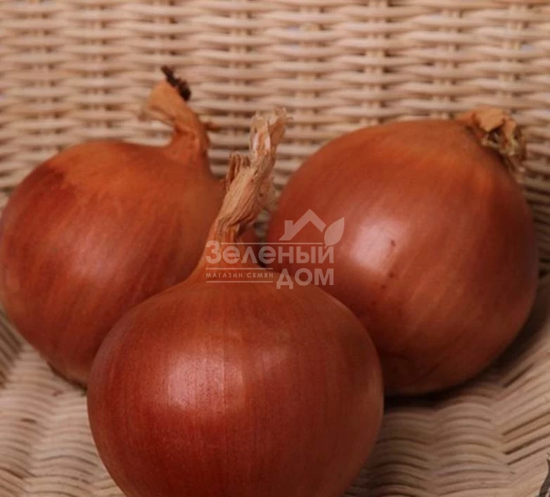 Флагман F1 / Flagman F1, 105-115 дней фото 1