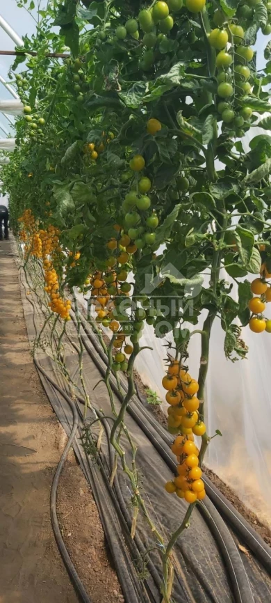 Саммер Сан F1 / Summer Sun F1 фото 4