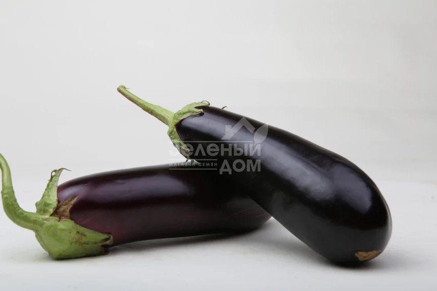 Морис F1 (LS 1322) / Moris F1 (LS 1322),83-87 дней фото 3