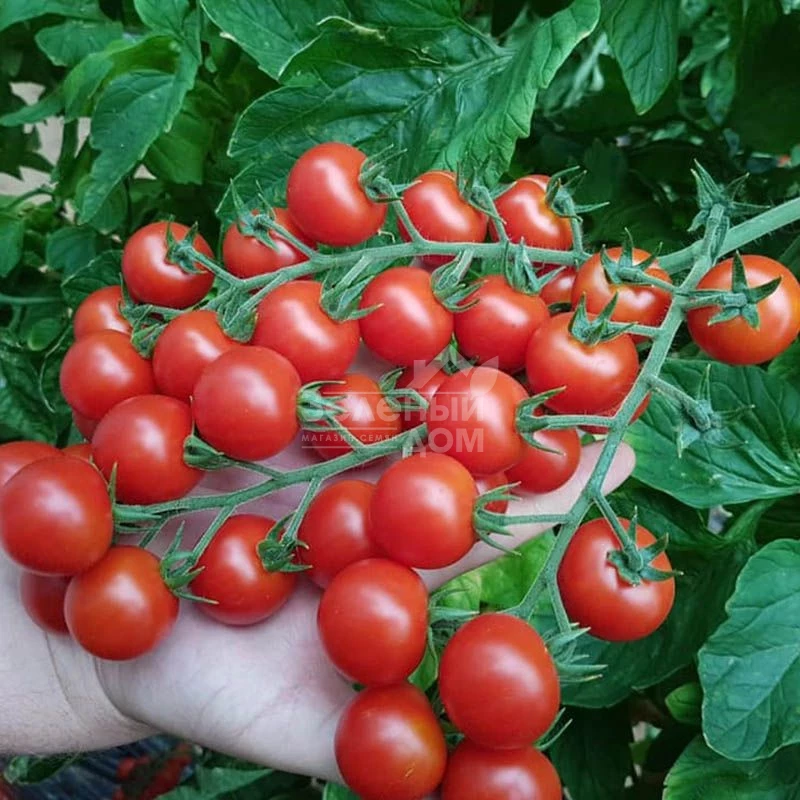 Прециозо F1 / Preciozo F1 фото 2