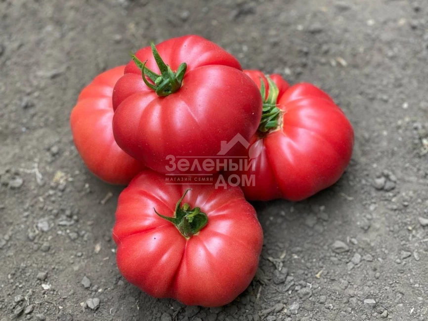 Сонароза F1 / Sonaroza F1 фото 5