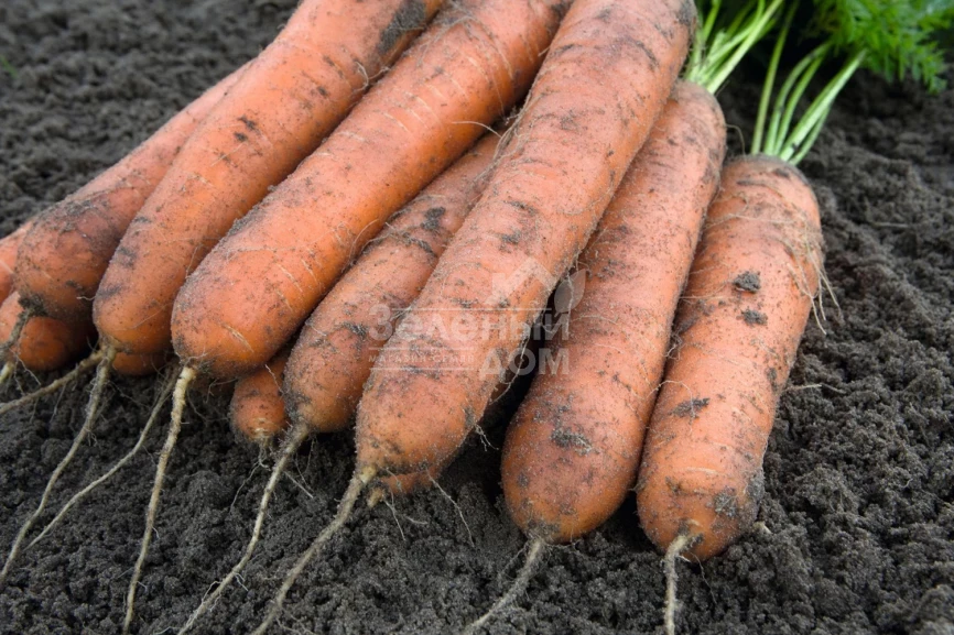 Номинатор F1 / Nominator F1,96 дней фото 2