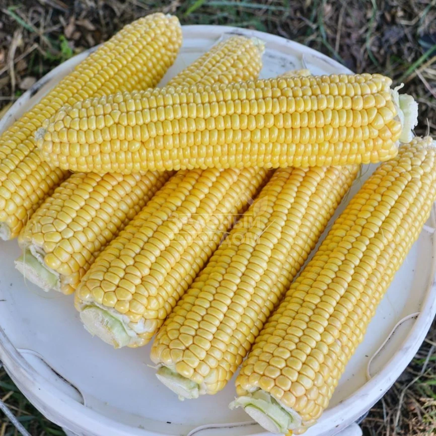 Страйк F1 (1525 F1) / Strayk F1 (1525 F1),72 дня фото 3