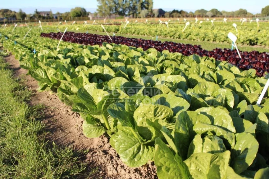 Яра / Jara фото 1