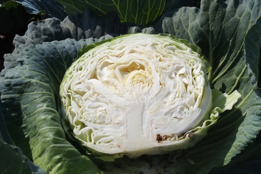 Зеус F1 / Zeus F1,75-80 дней фото 2