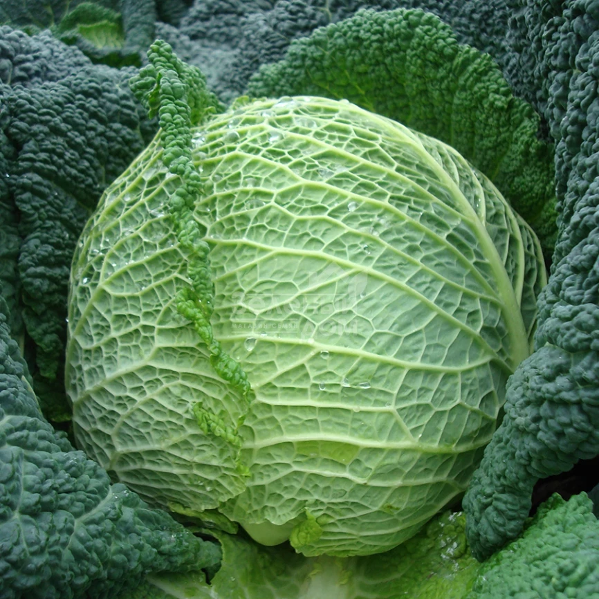 Турмалин F1 / Turmalin F1,140-145 дней фото 1