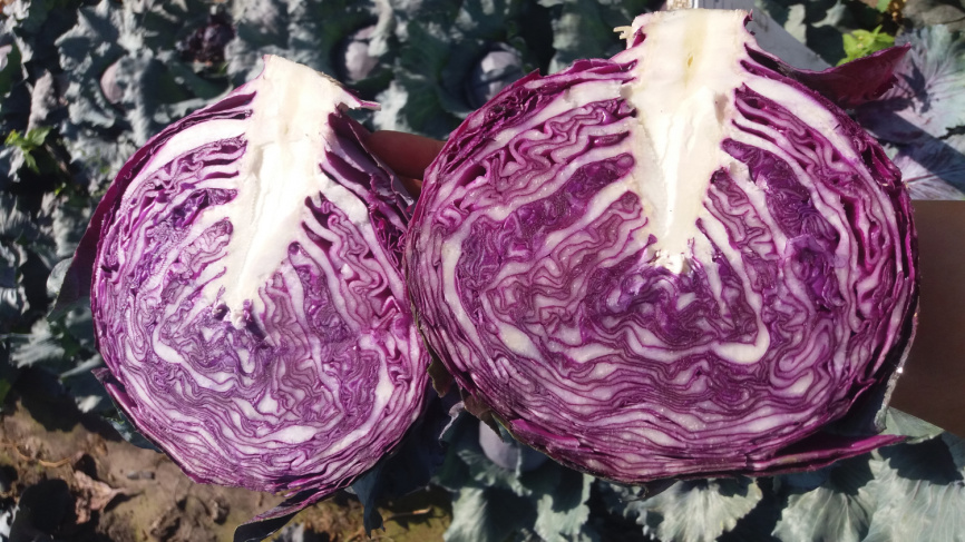 Ред Джевіл F1 / Red Dzhevel F1,70-75 днів фото 1