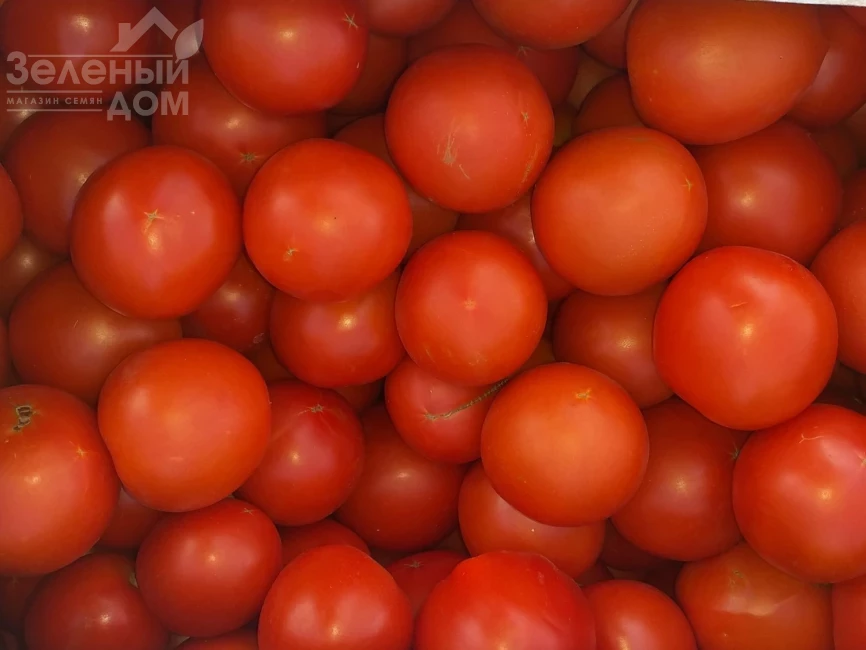 Диззи (INX 6056) F1 / Dizzy (INX 6056) F1, 120 дней фото 1