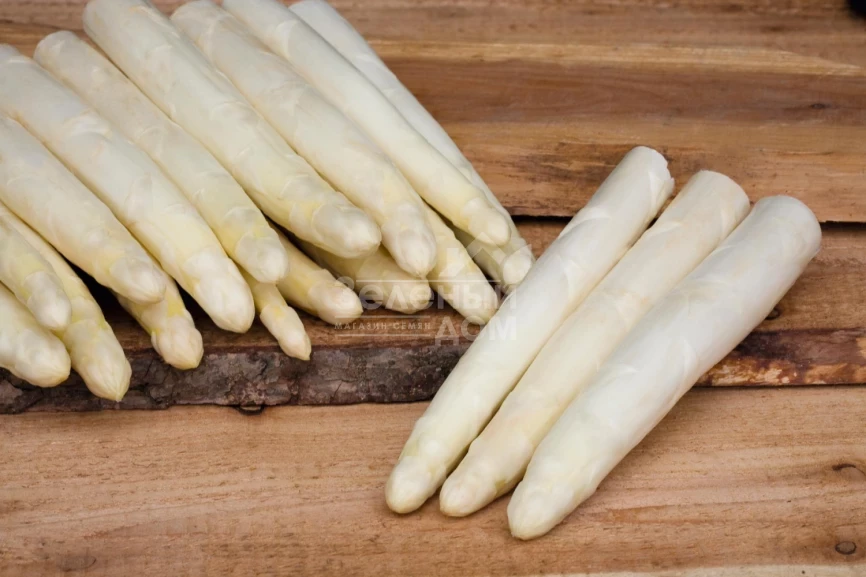 Сигнус F1 / Cygnus F1 фото 2