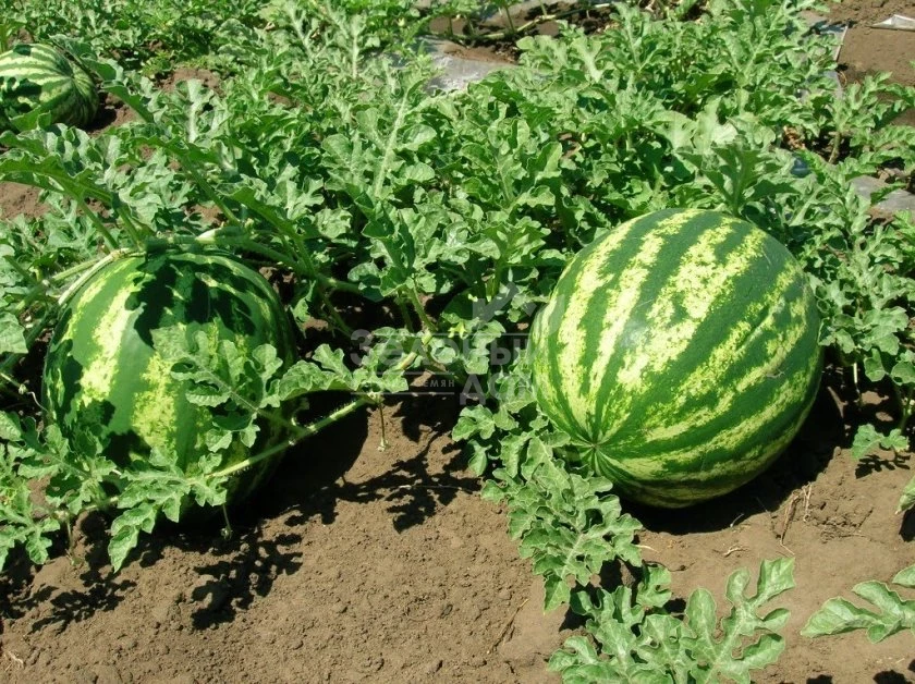 Топ Ган F1 / Top Han F1,62-64 дня фото 2