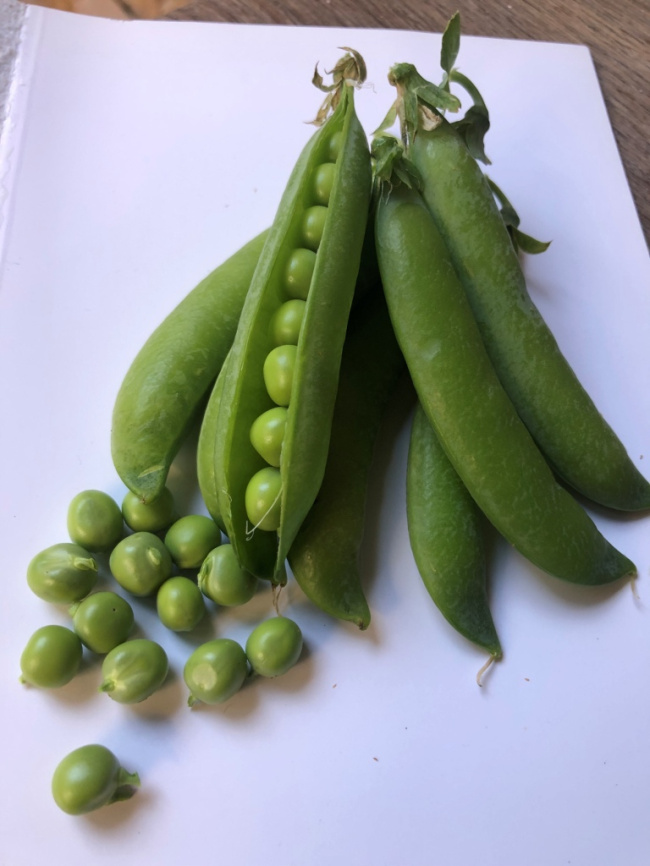 Продіджі / Prodydzhy, 70-75 днів фото 1