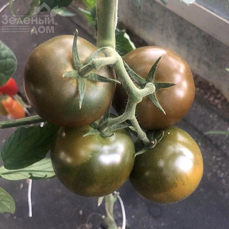 Джордано F1 / Dzhordano F1,110 дней  фото 4