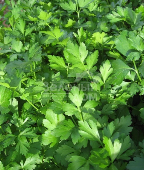 Фестиваль / Festival фото 1