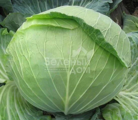 Витязь F1 / Vityaz F1 фото 1