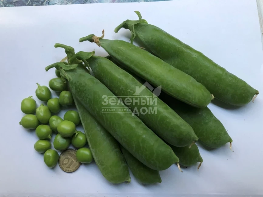 Вондер / Vonder, 80-85 дней фото 1