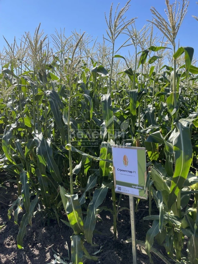 Стронгстар F1 / Strongstar F1 фото 2