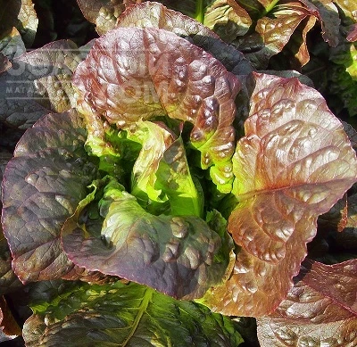 Галба / Galba, 50-55 дней фото 1