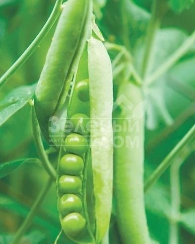 Муцио / Musio,65 дней фото 1