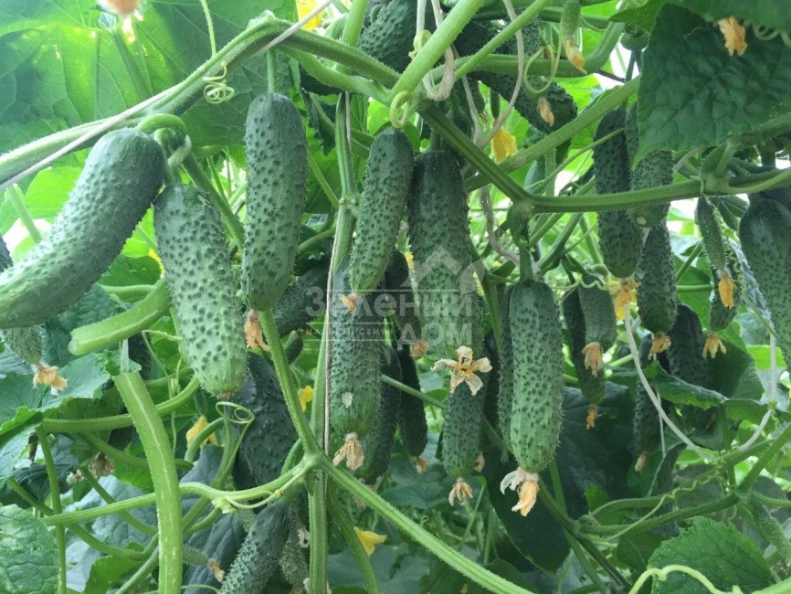 Каприкорн F1 / Kaprikorn F1,32-35 дней фото 3