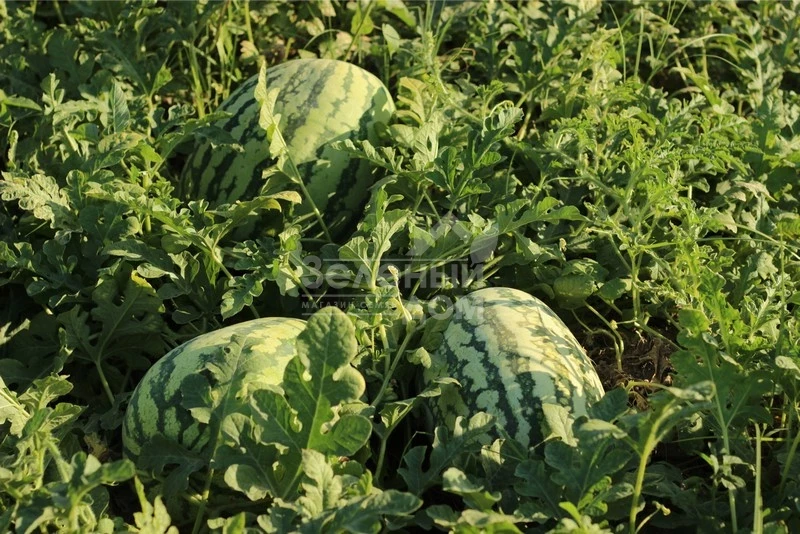 Тамтам F1 / Tamtam F1,58-62 дня фото 2