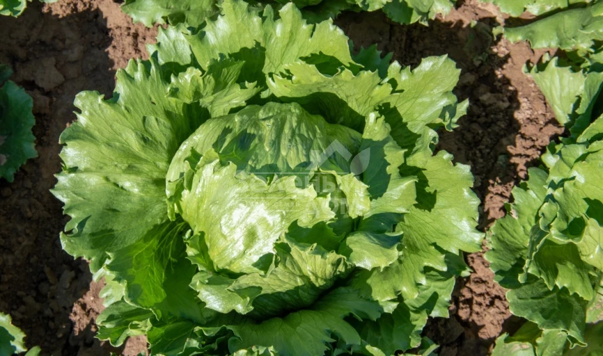 Данило / Danilo фото 1