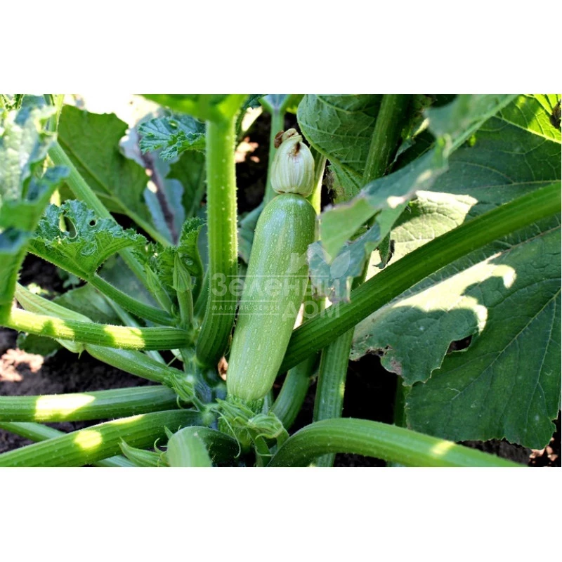 Корделия F1 / Kordeliya F1 фото 1