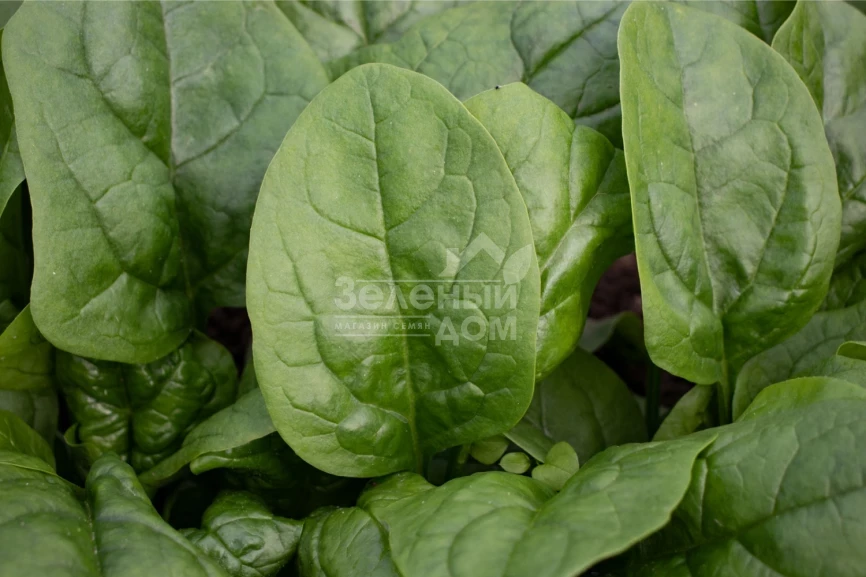 Кросстрек F1 / Krosstrek F1 фото 1