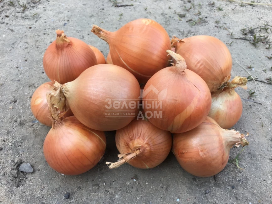 Ироко F1 / Iroko F1 фото 1