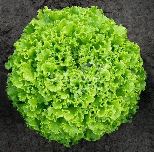 Локарно / Locarno фото 3