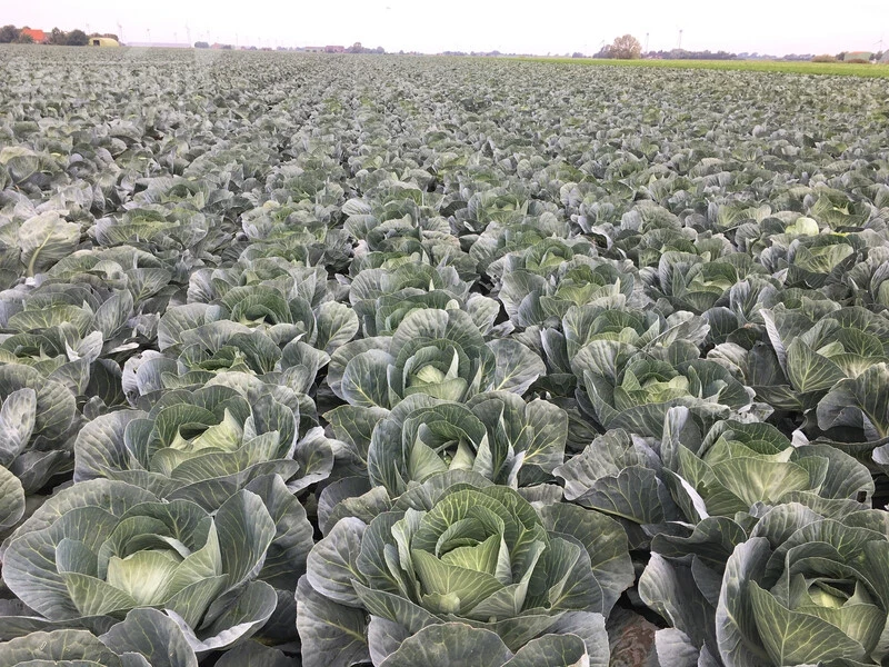 Лонгма F1 / Longma F1, 140-150 дней фото 2