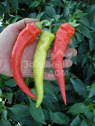 Огнивец / Ohnivec,70-75 дней фото 1