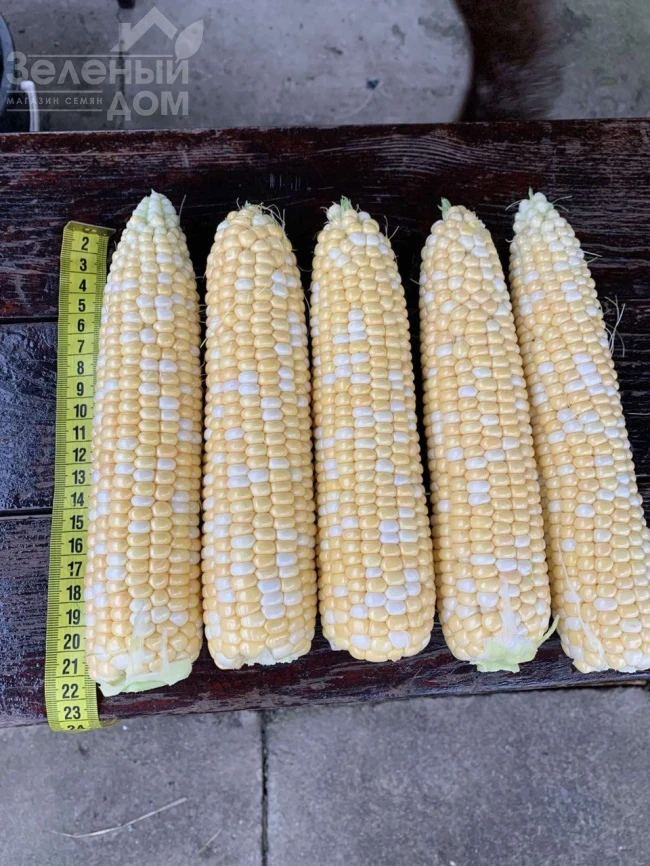 Сприц F1 / Spritz F1, 73-74 дня фото 8