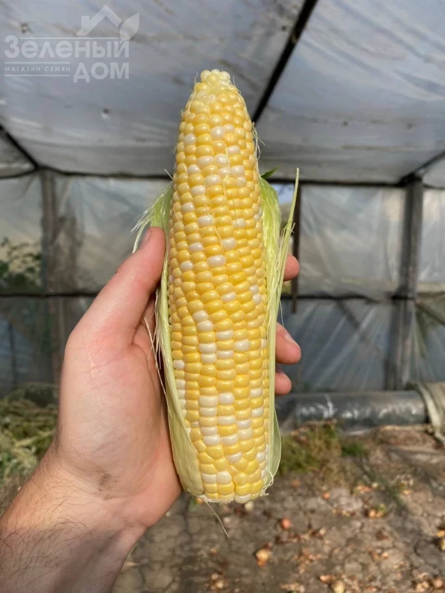 Кейт F1 / Kate F1, 76-77 дней фото 1