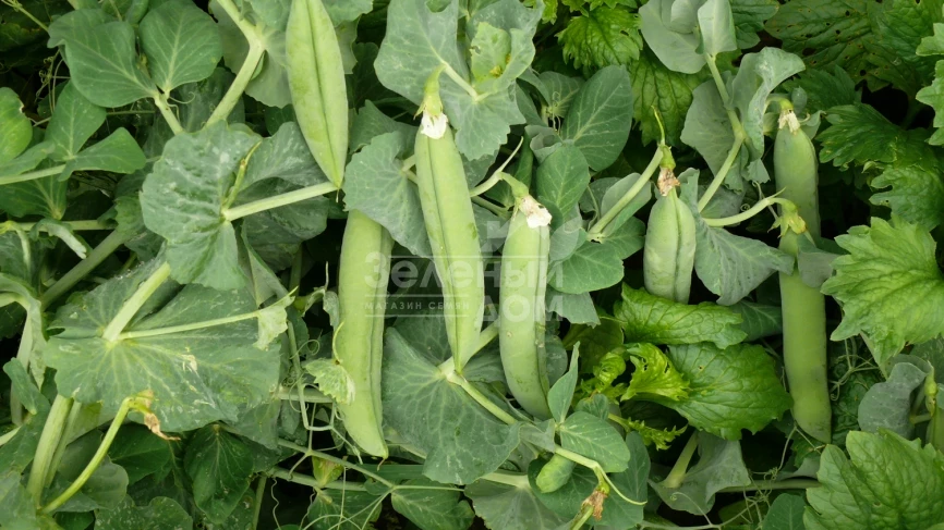 Мегасайз / Megasayz, 55-60 дней фото 1