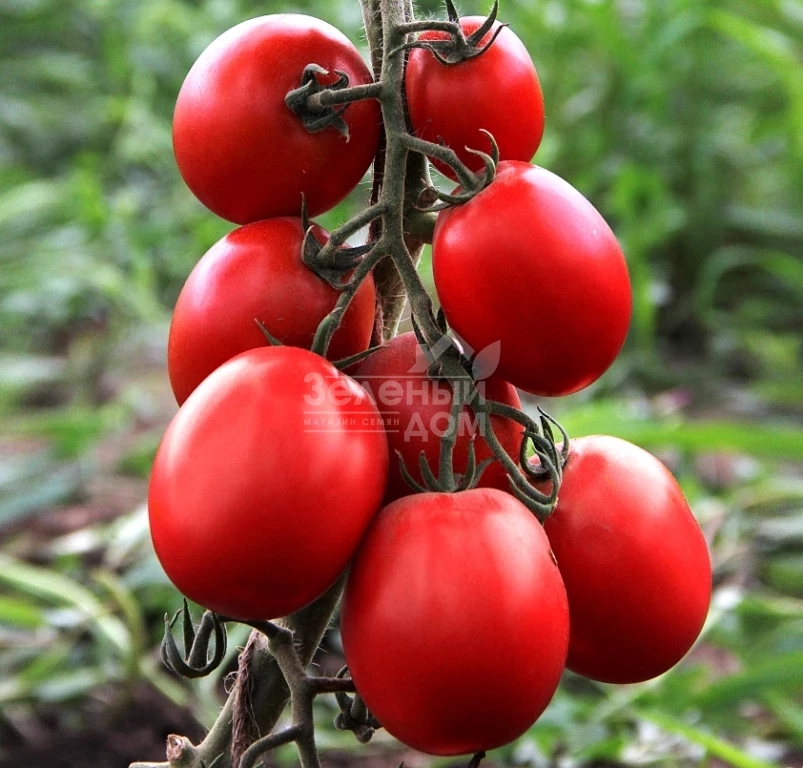 Техас F1 / Tehas F1,95-100 дней фото 2