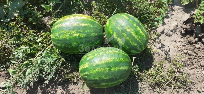 Селест  F1 / Selest F1, 70-75 дней фото 3