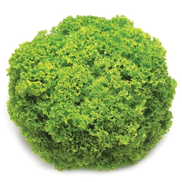 Фрисол / Frisol  фото 1