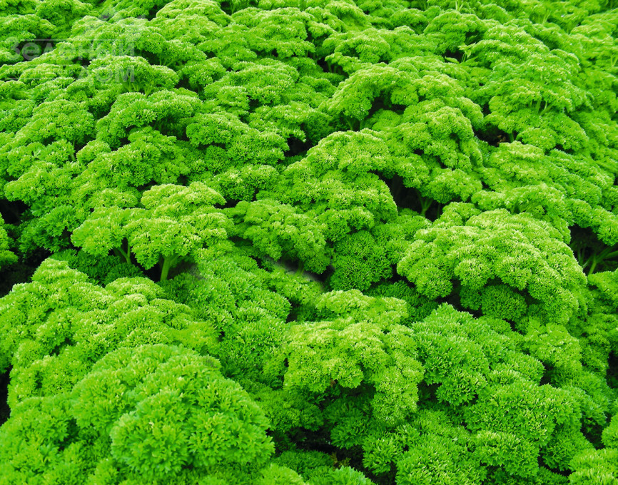 Петра / Petra,85 днів  фото 1