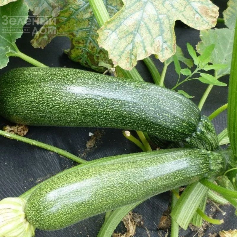 Джигонал / Dzhigonal фото 1