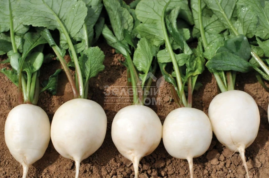 Вайтелла F1 / Vajtella F1 фото 1