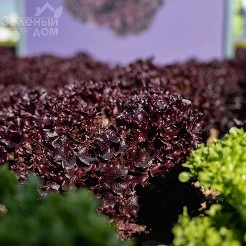 Акане / Akane фото 1