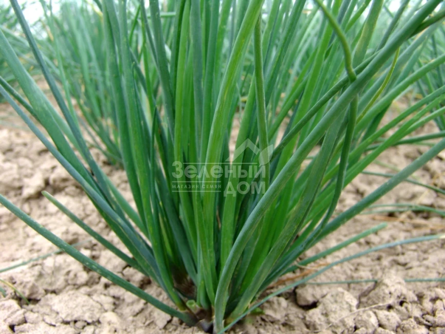 Богемия / Bogemia фото 1