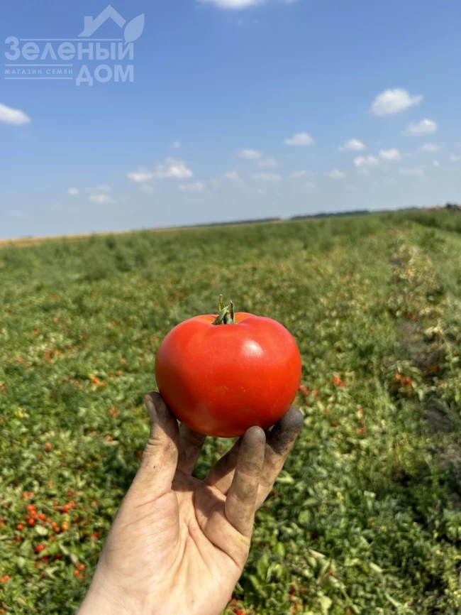 Томатина F1 / Tomatina F1, 62-67 дней фото 1
