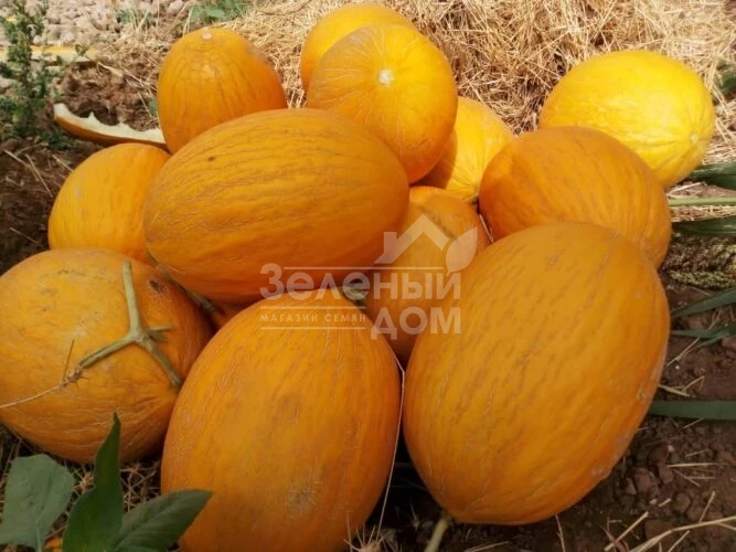 Каррера F1 / Karrera F1, 80-85 дней фото 5